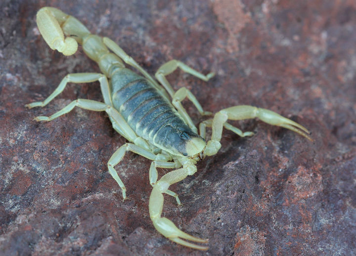 Giant Desert Hairy Scorpion